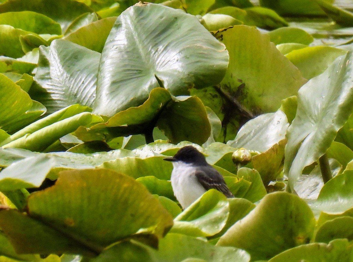 Eastern Kingbird - ML566879101