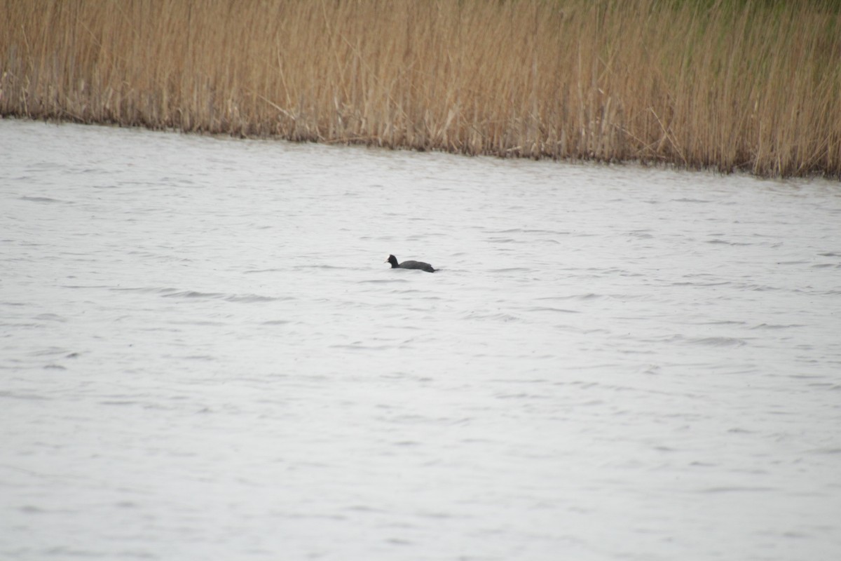 Eurasian Coot - ML566879421