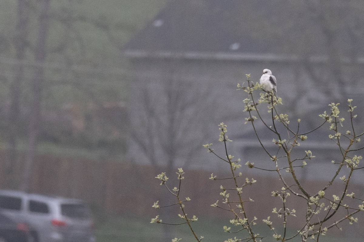 White-tailed Kite - ML566879541