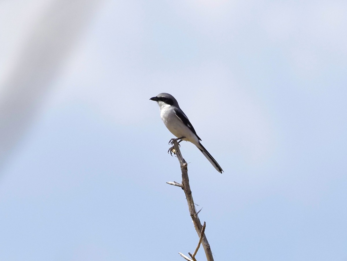 Loggerhead Shrike - ML566879861