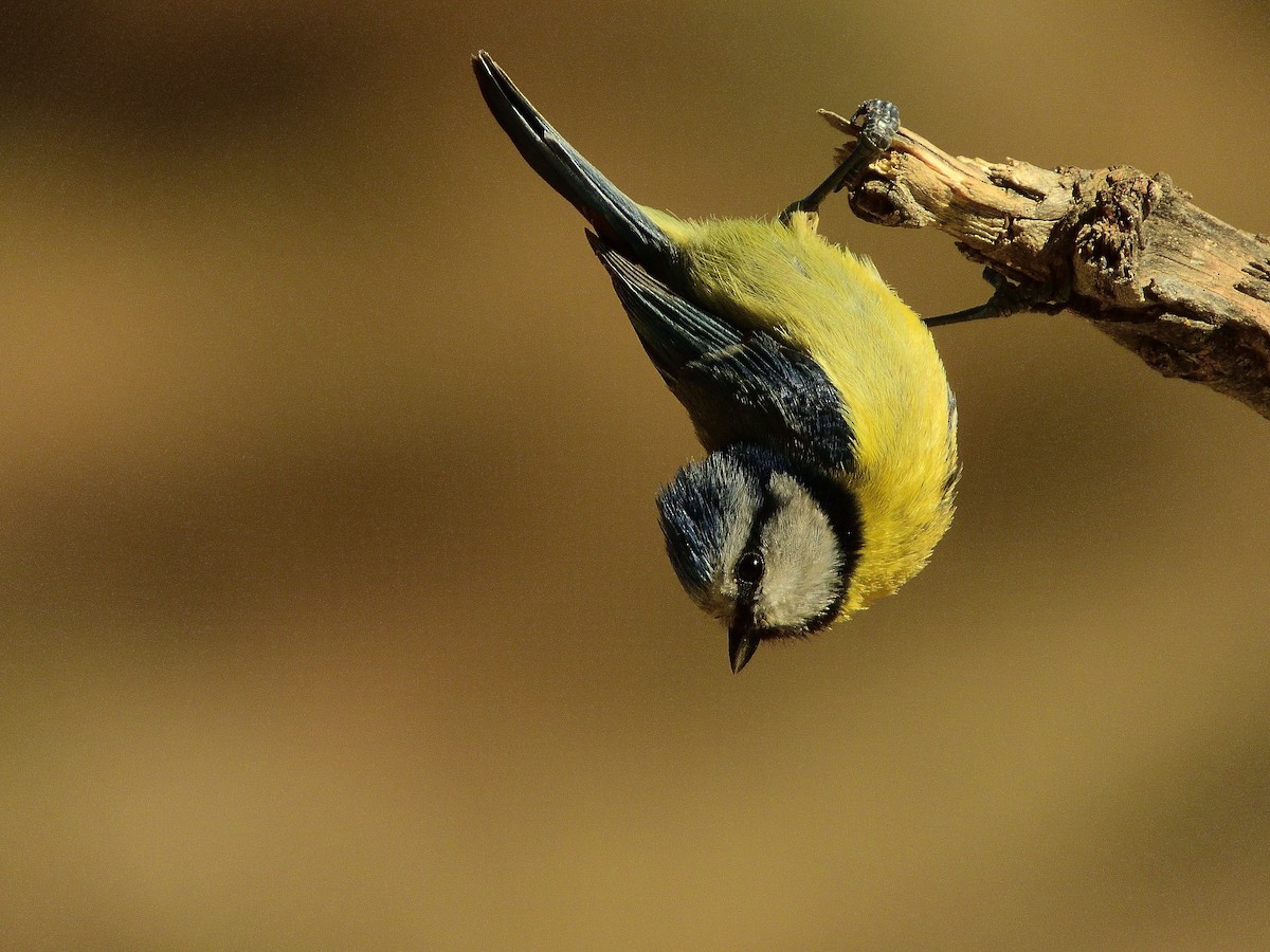 Eurasian Blue Tit - ML566879951