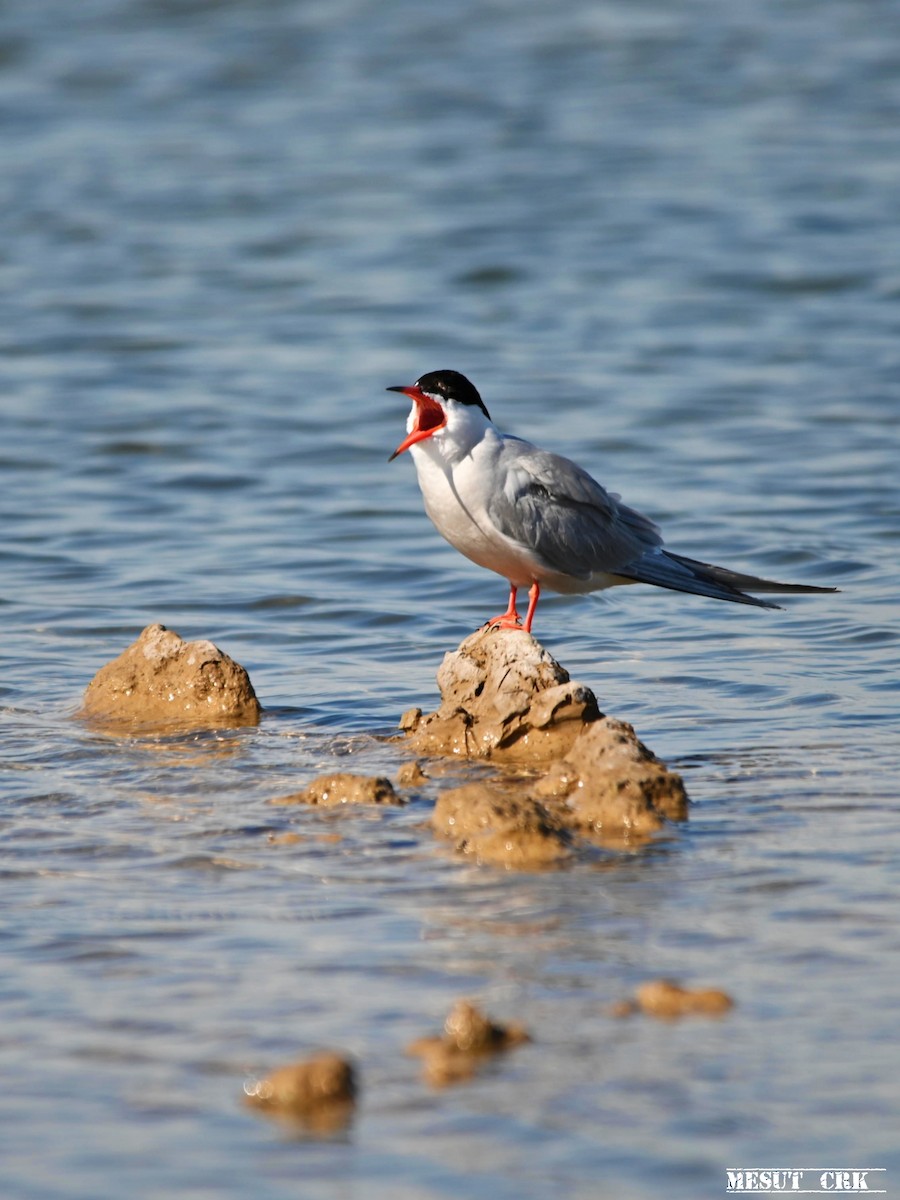 Common Tern - ML566880541