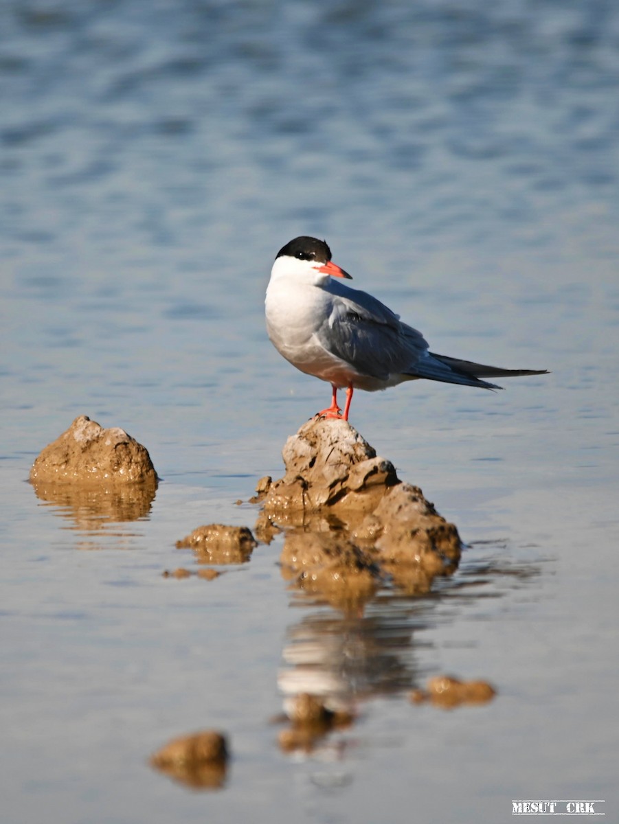 Common Tern - ML566880551