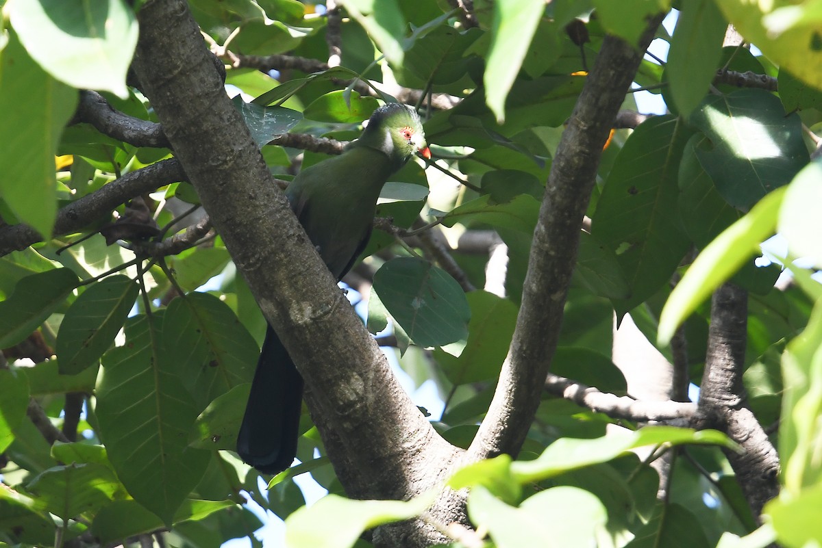 White-cheeked Turaco - ML566881031