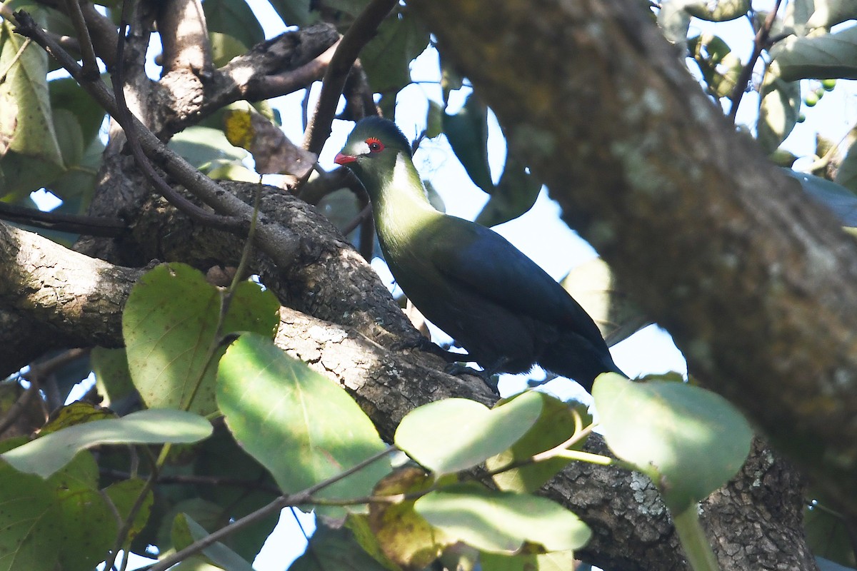 White-cheeked Turaco - ML566881051