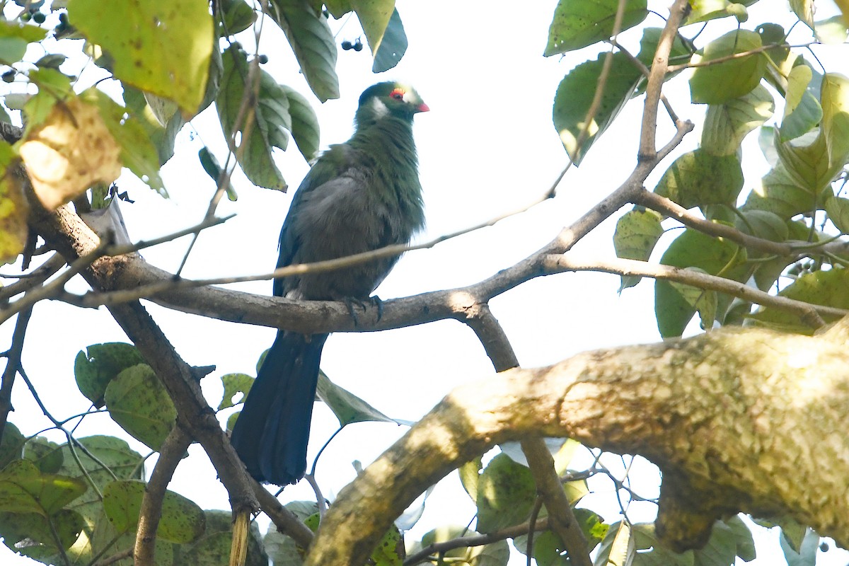 White-cheeked Turaco - ML566881101