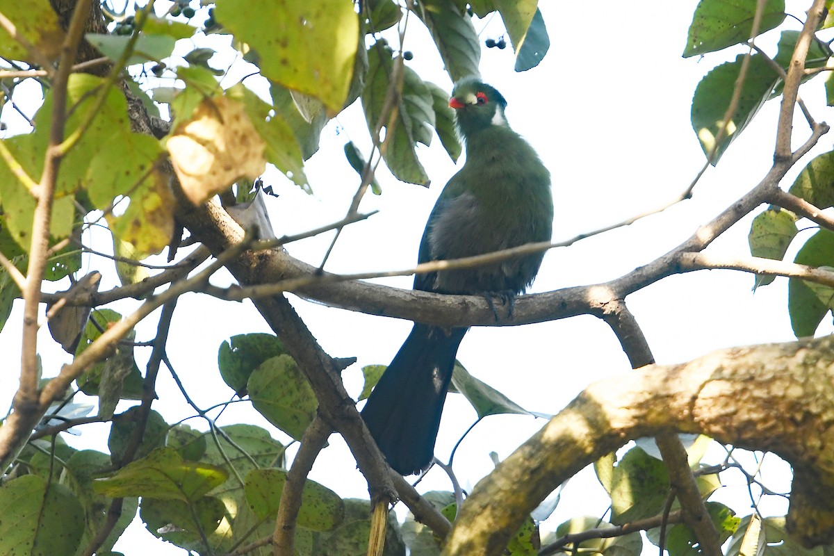 White-cheeked Turaco - ML566881131