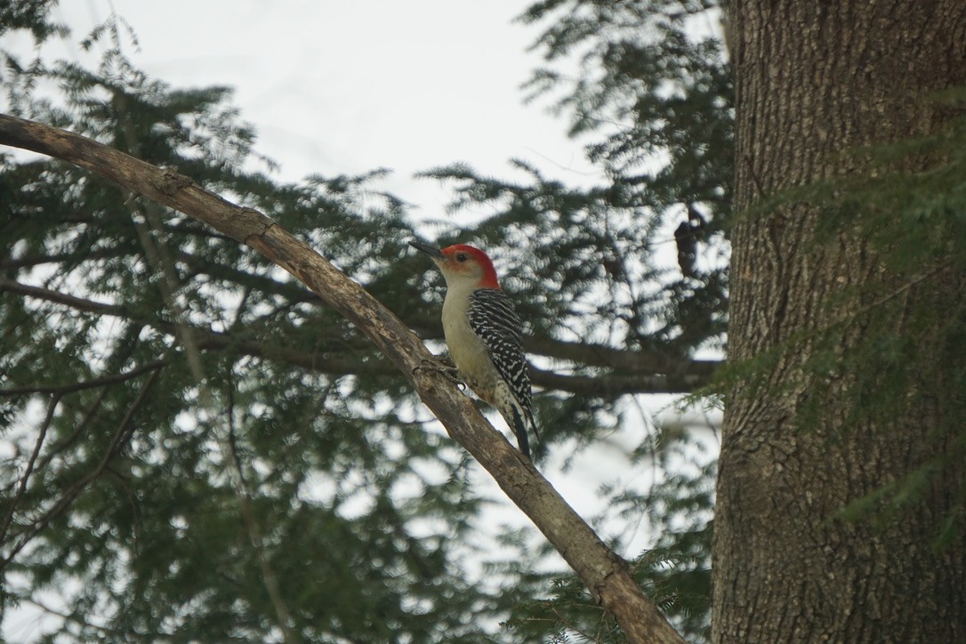 Red-bellied Woodpecker - ML566881141