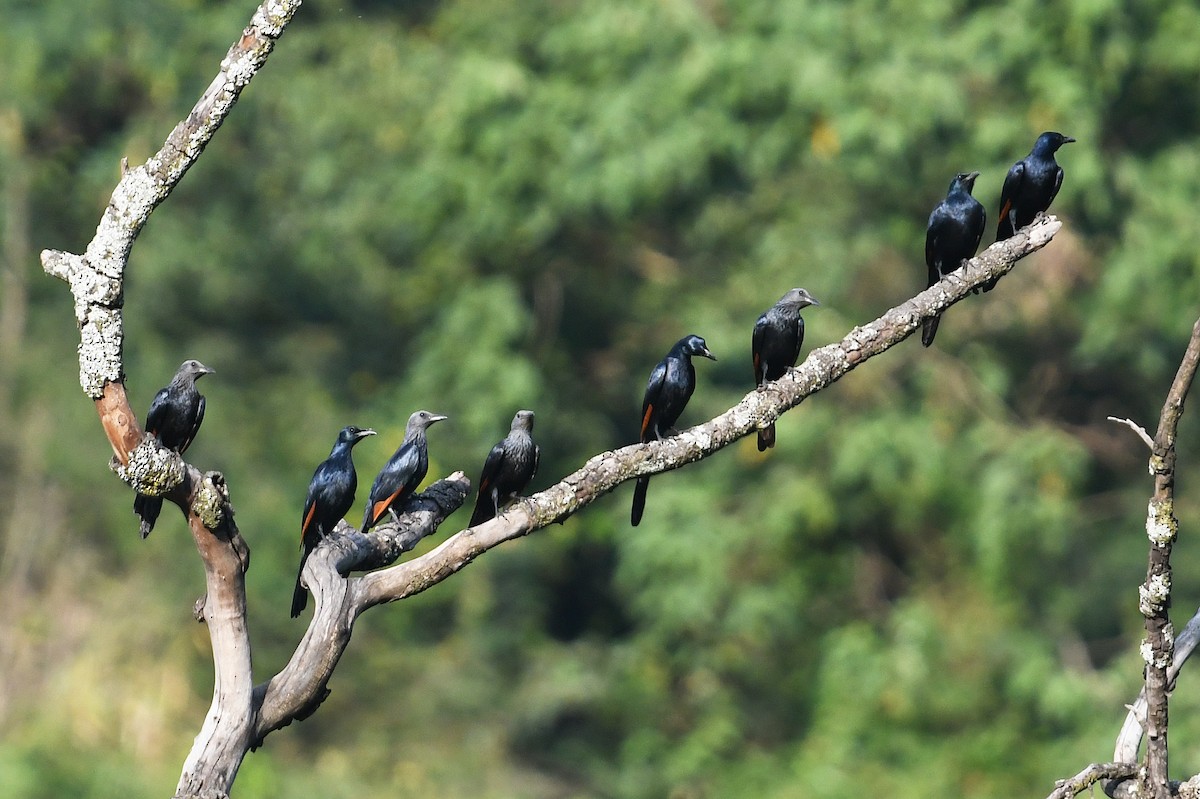 Slender-billed Starling - Andreas Deissner