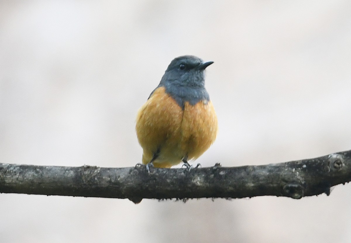 Little Rock-Thrush - ML566881371