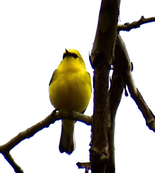 Blue-winged Warbler - ML566881861