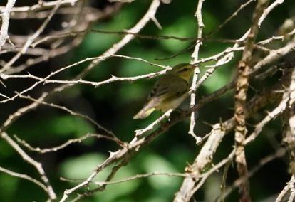 Mosquitero Silbador - ML566882191