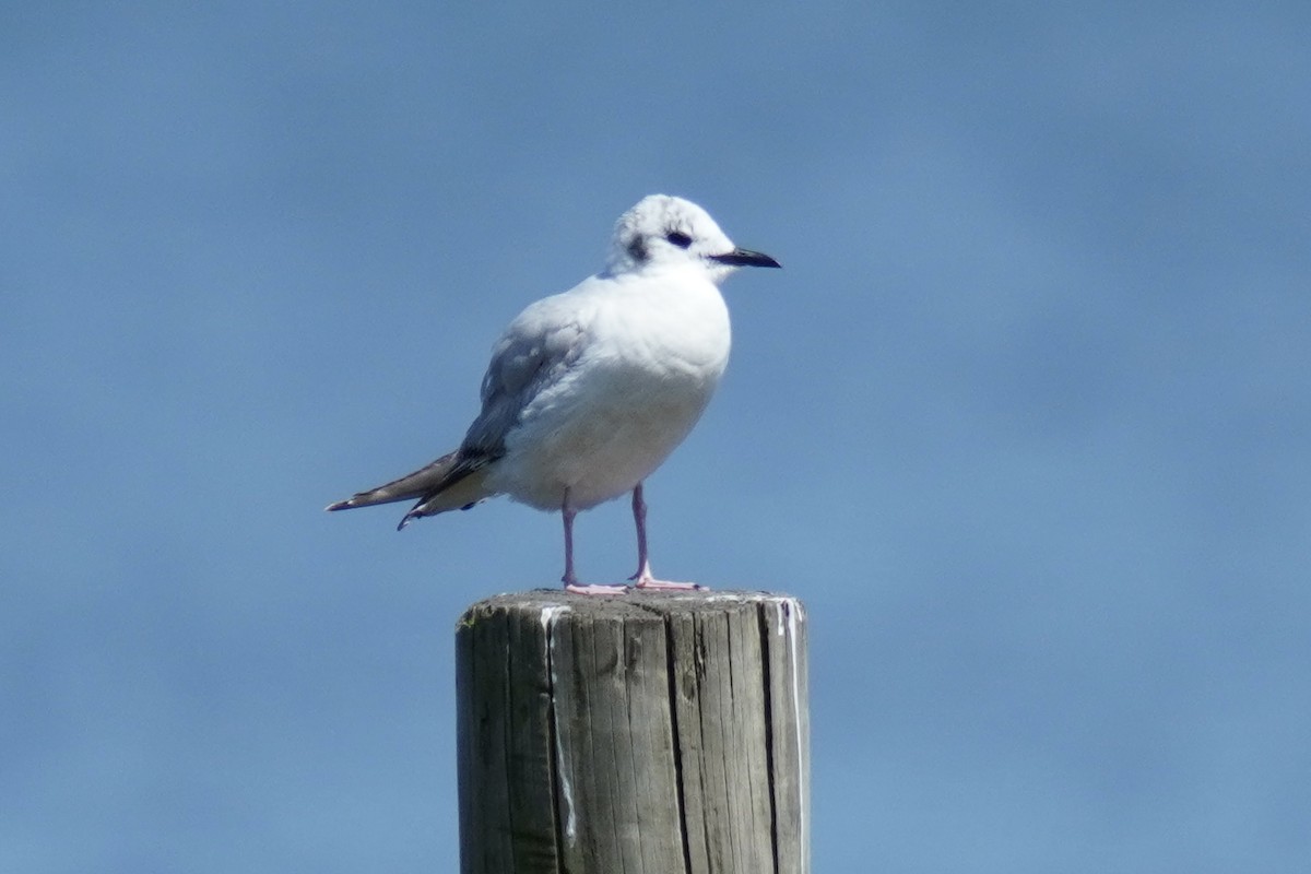 Bonaparte's Gull - ML566882271