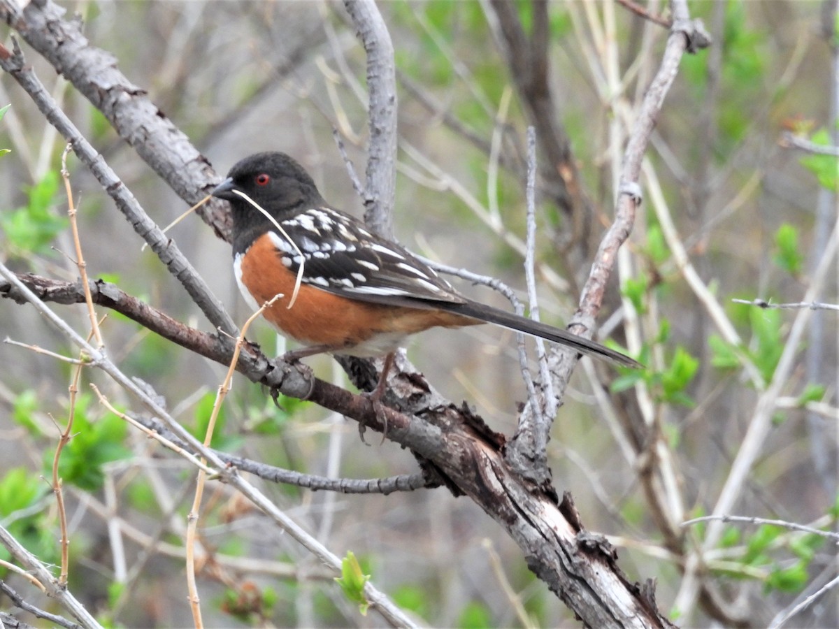 Spotted Towhee - ML566883331