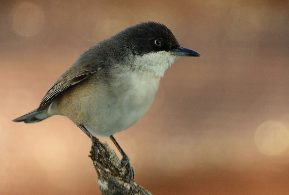 Western Orphean Warbler - Antonio Pallarés Palenciano