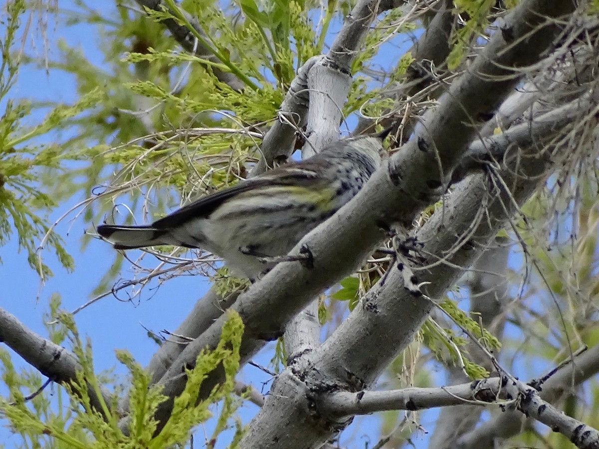 lesňáček žlutoskvrnný (ssp. coronata) - ML566883791