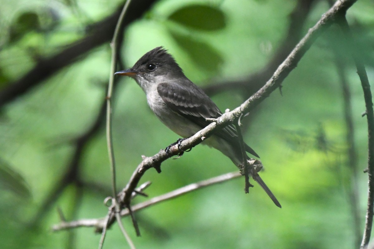 Eastern Wood-Pewee - ML566884161