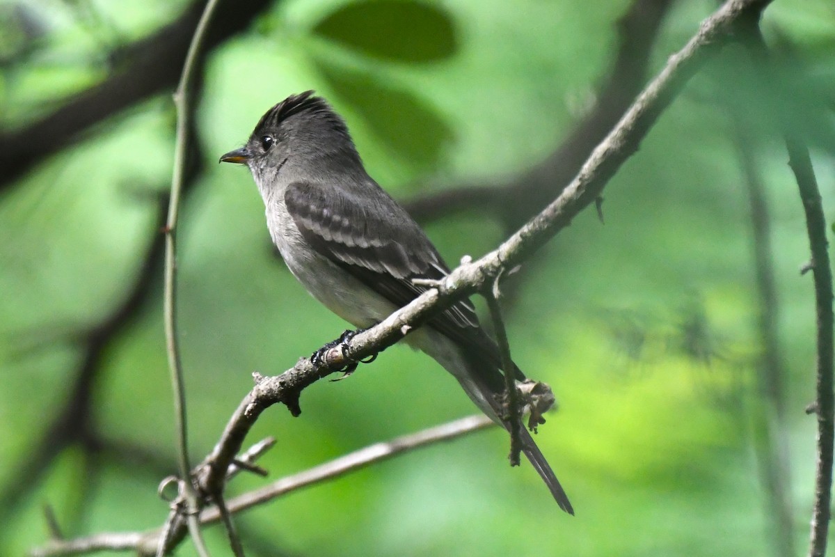 Eastern Wood-Pewee - ML566884171