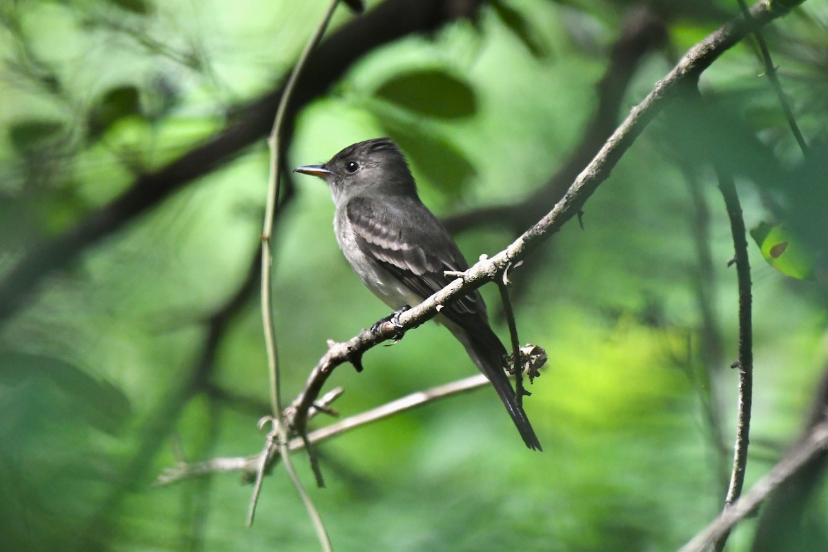 Eastern Wood-Pewee - ML566884181