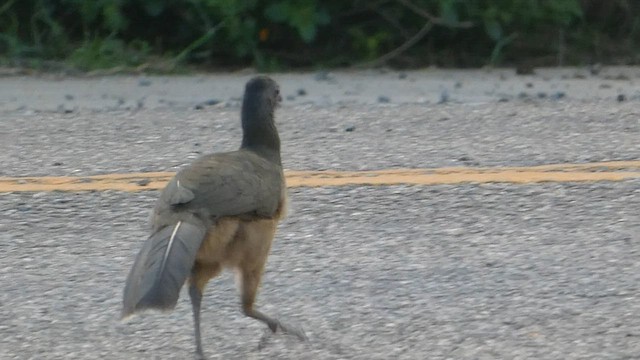 Plain Chachalaca - ML566885021