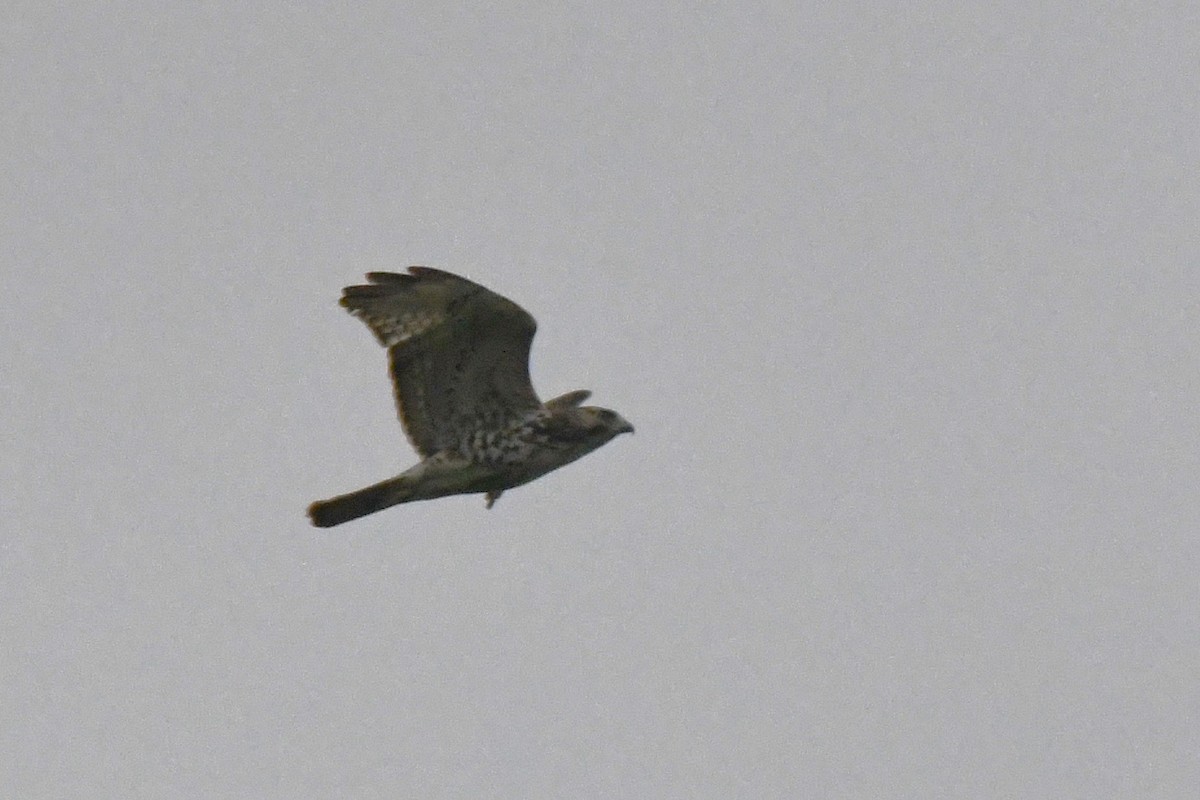 Broad-winged Hawk - ML566886101