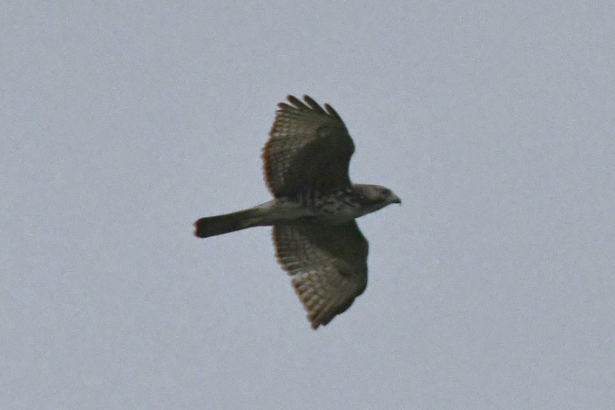 Broad-winged Hawk - ML566886111