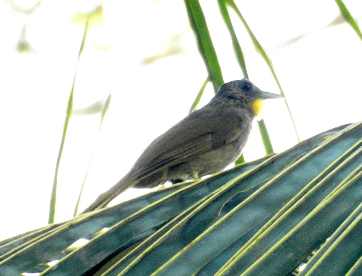 Western Bearded-Greenbul - ML566888461