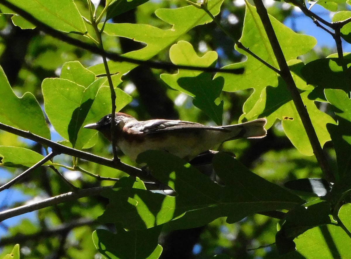 Bay-breasted Warbler - Meghann McLeroy