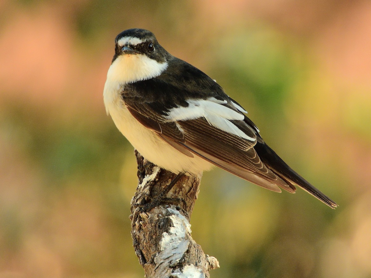 European Pied Flycatcher - ML566889091