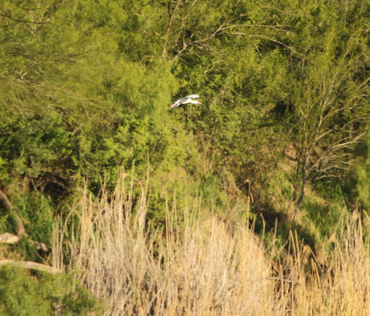 White Ibis - ML566889121