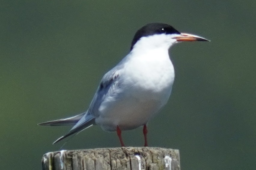 Forster's Tern - ML566889471