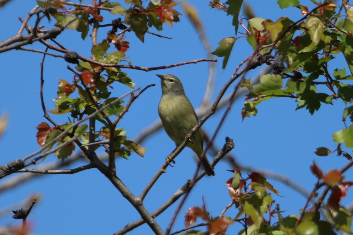 Orange-crowned Warbler - ML566891061