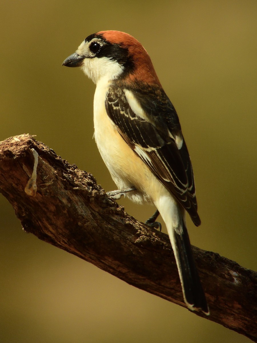 Woodchat Shrike - ML566891111