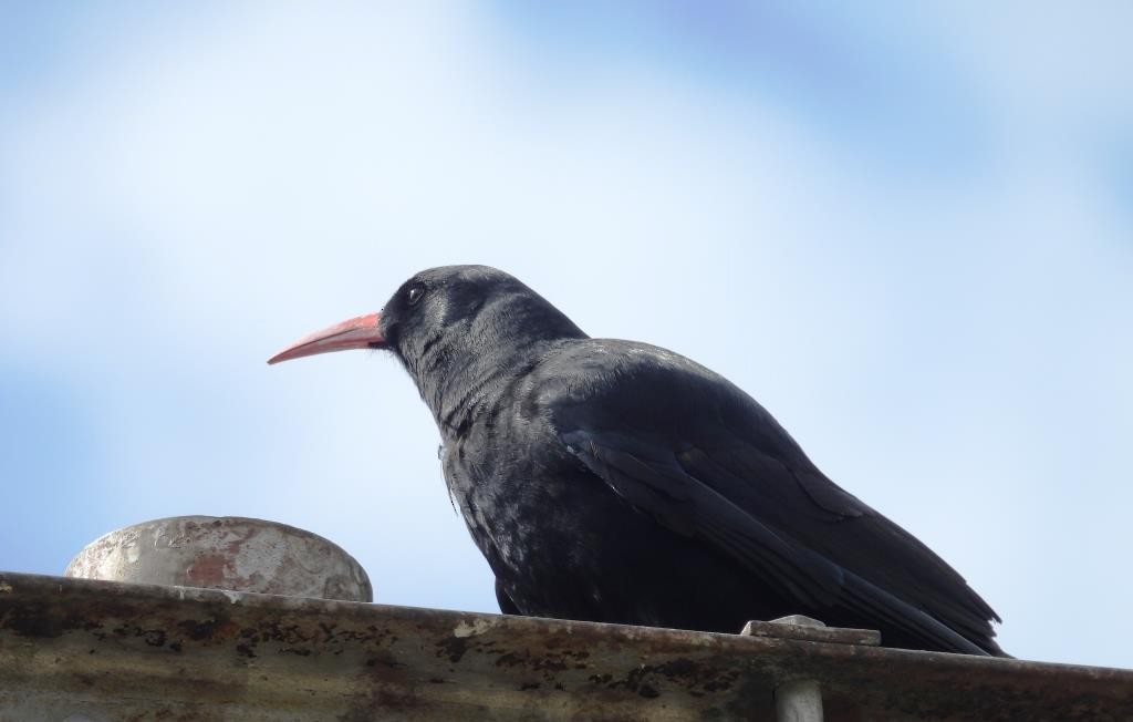 Red-billed Chough - ML566891231