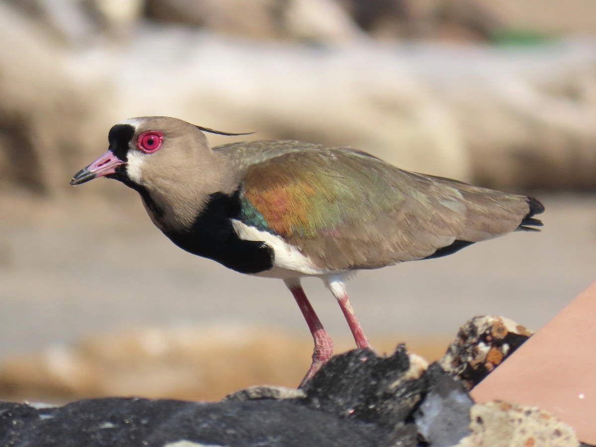 Southern Lapwing - ML566891421