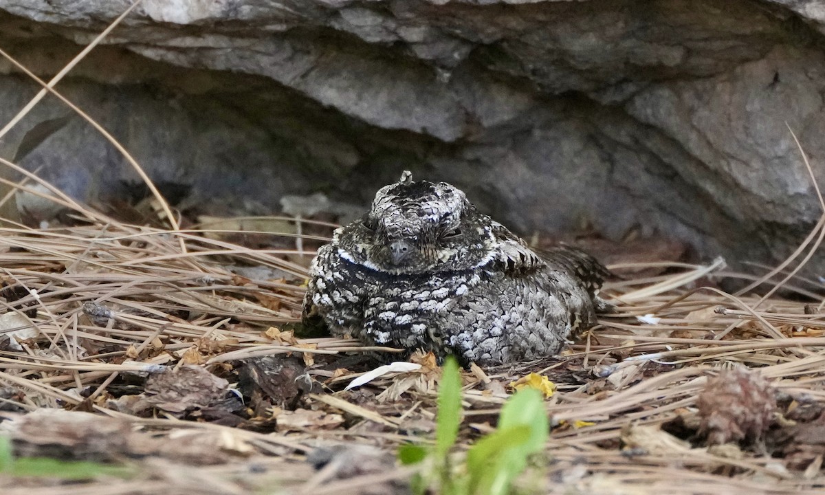 Common Poorwill - Charlene Fan