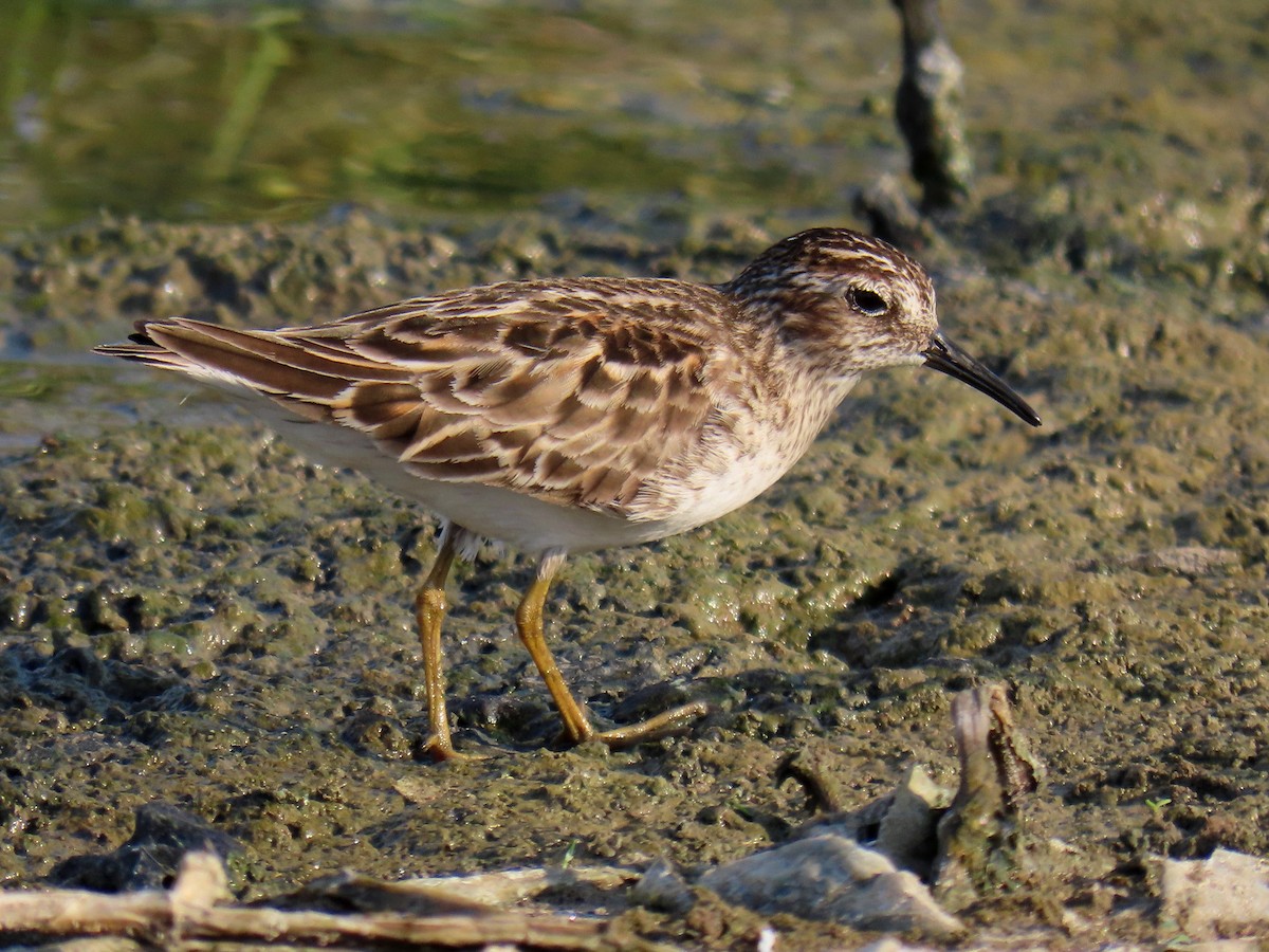 Least Sandpiper - ML566891771