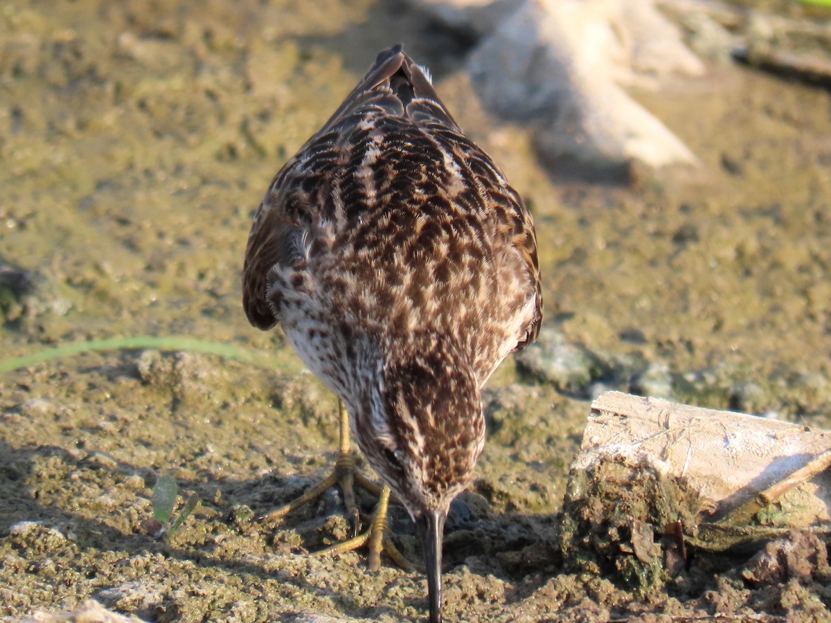 Least Sandpiper - ML566891821