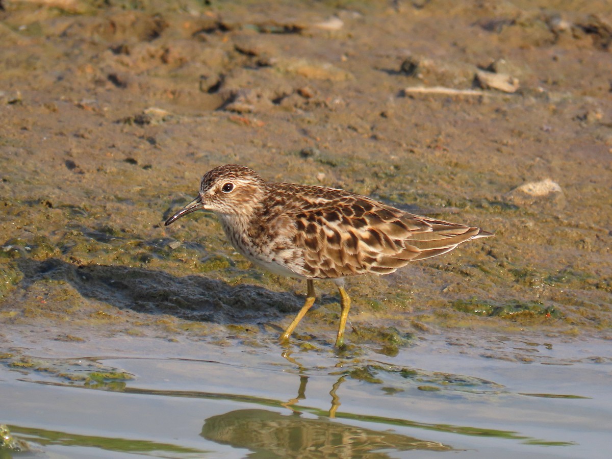 Least Sandpiper - ML566891921