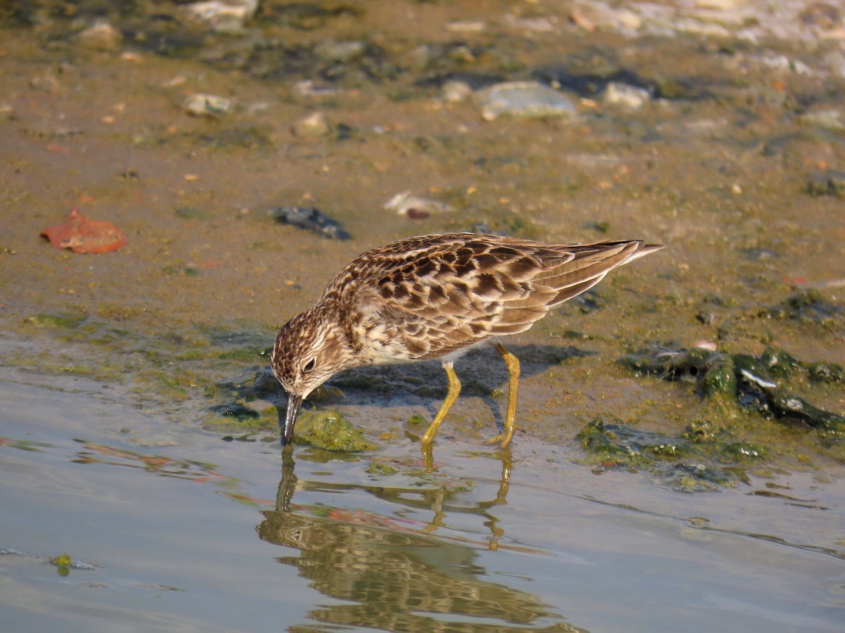 Least Sandpiper - ML566891991