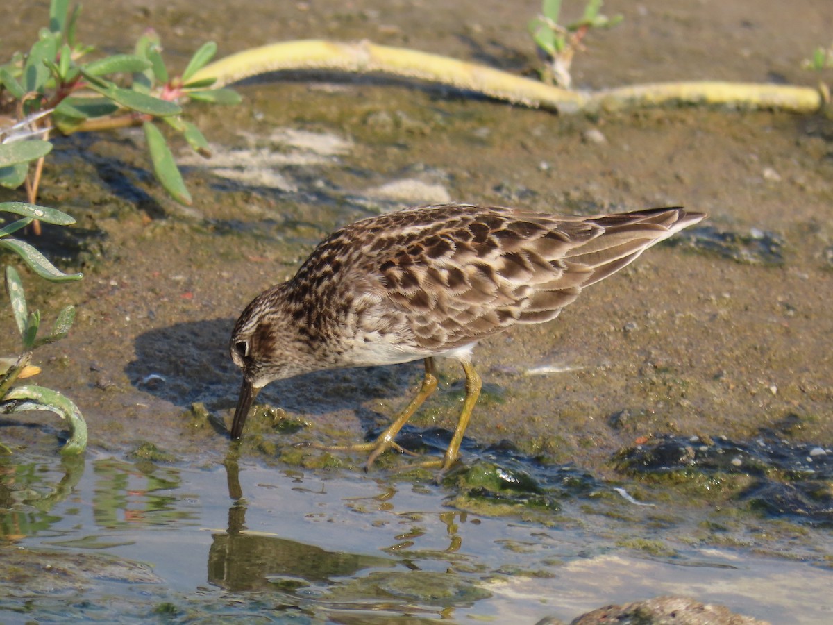 Least Sandpiper - ML566892101