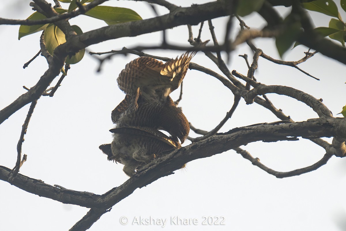 Jungle Owlet - Akshay Khare