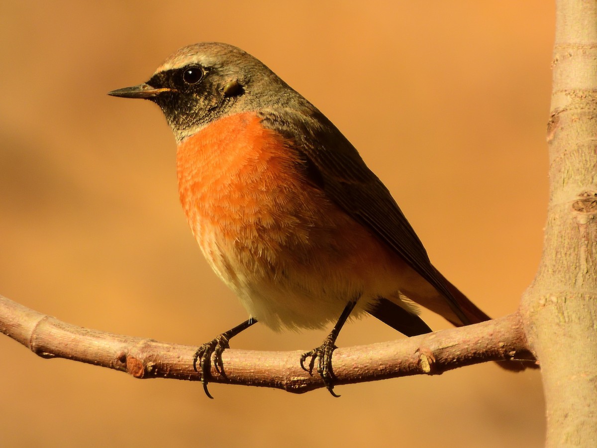 Common Redstart - ML566892361