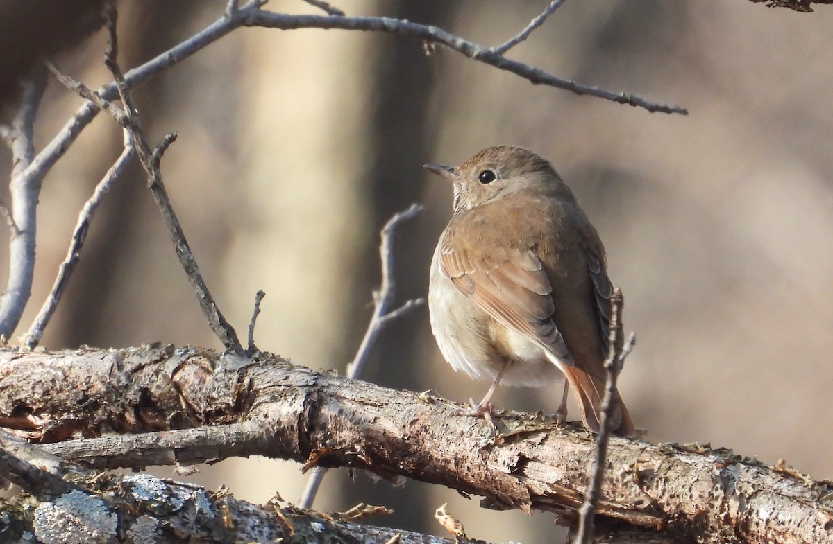 Hermit Thrush - ML566893391