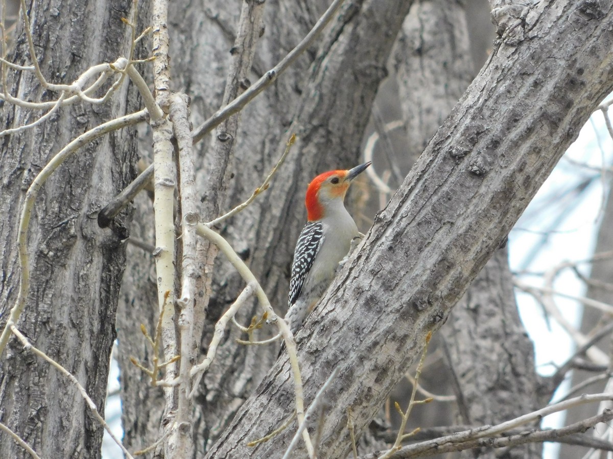 Red-bellied Woodpecker - ML566894111