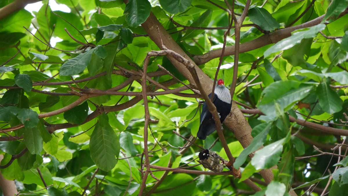 Seychelles Blue-Pigeon - ML566894151