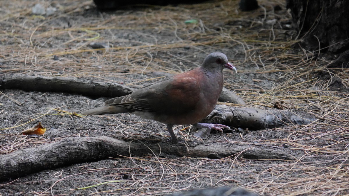 Malagasy Turtle-Dove - ML566894191