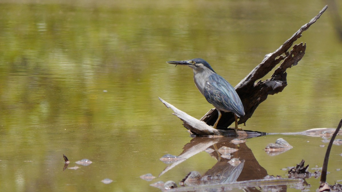 Striated Heron - ML566894351