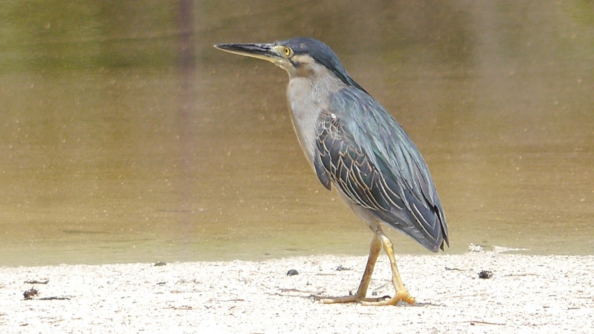 Striated Heron - ML566894411