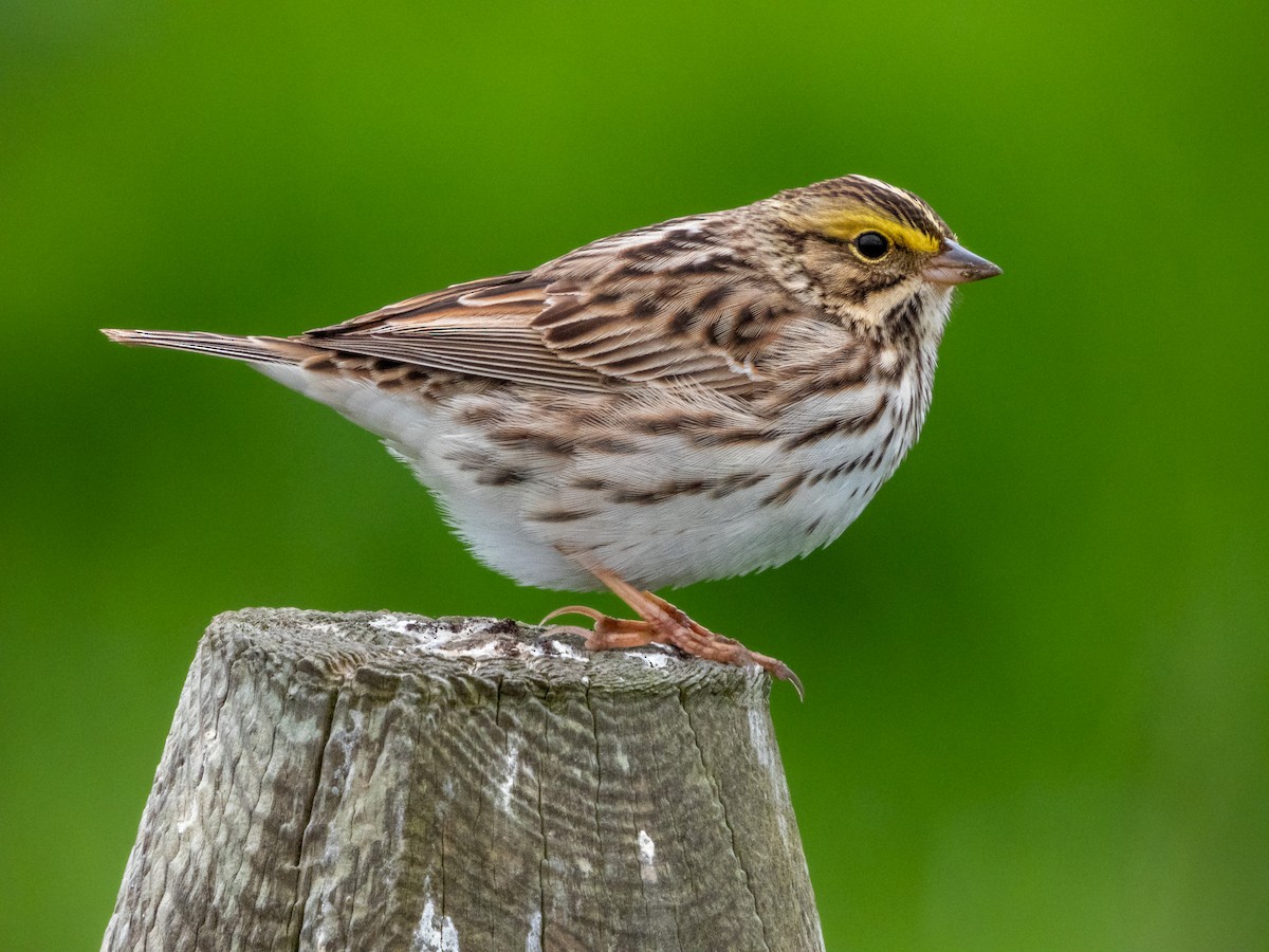 Savannah Sparrow - Kellen Apuna